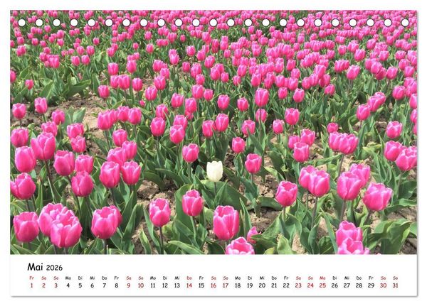 Produktbild: Tulpenbl&uuml;te in Flevoland 2026 (Tischkalender 2026 DIN A5 quer), CALVENDO Monatskalender