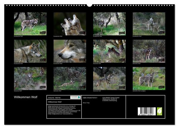 Produktbild: Willkommen Wolf (hochwertiger Premium Wandkalender 2026 DIN A2 quer), Kunstdruck in Hochglanz