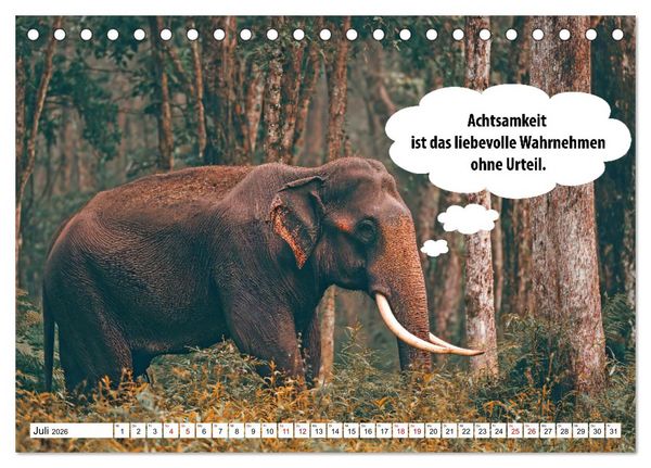 Produktbild: Stille Pfoten, weise Worte - Tiere zeigen dir den Weg zu mehr Gelassenheit (Tischkalender 2026 DIN A5 quer), CALVENDO Monatskalender