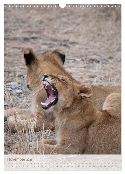 Produktbild: L&ouml;wen in Sabi Sands (Wandkalender 2026 DIN A3 hoch), CALVENDO Monatskalender