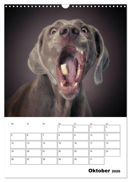 Produktbild: Fang das Leckerli (Wandkalender 2026 DIN A3 hoch), CALVENDO Monatskalender