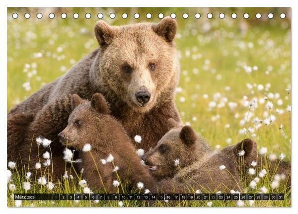 Produktbild: Braunb&auml;ren in Europa (Tischkalender 2026 DIN A5 quer), CALVENDO Monatskalender