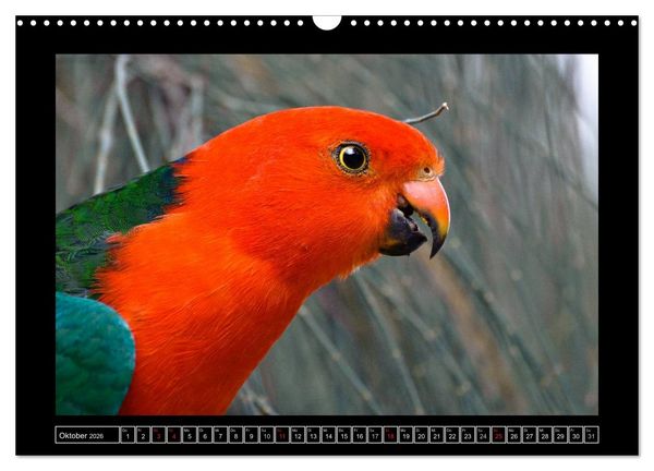 Produktbild: Australia Wildlife (Wandkalender 2026 DIN A3 quer), CALVENDO Monatskalender