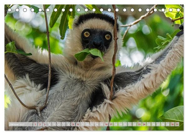Produktbild: Wildnis Madagaskar (Tischkalender 2027 DIN A5 quer), CALVENDO Monatskalender