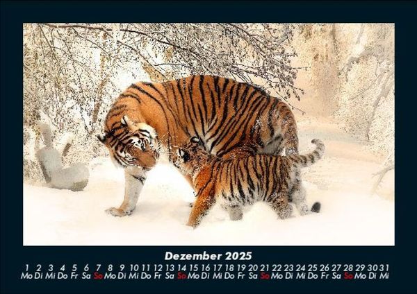 Produktbild: Tiger 2025 Fotokalender DIN A5