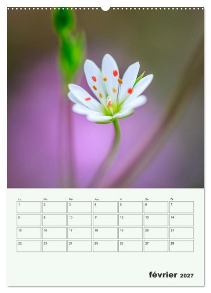 Produktbild: Les fleurs, &eacute;ternelles &eacute;phem&egrave;res (Calendrier mural 2027 DIN A2 horizontal), CALVENDO calendrier mensuel