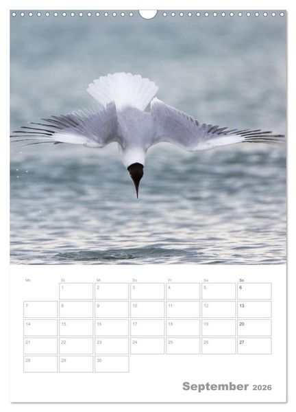 Produktbild: M&ouml;wen - die V&ouml;gel der K&uuml;ste (Wandkalender 2026 DIN A3 hoch), CALVENDO Monatskalender