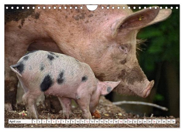 Produktbild: Von S&auml;uen die Schwein haben! (Wandkalender 2026 DIN A4 quer), CALVENDO Monatskalender