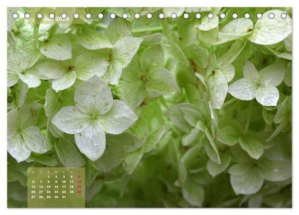 Produktbild: Himmlische Hortensien (Tischkalender 2026 DIN A5 quer), CALVENDO Monatskalender
