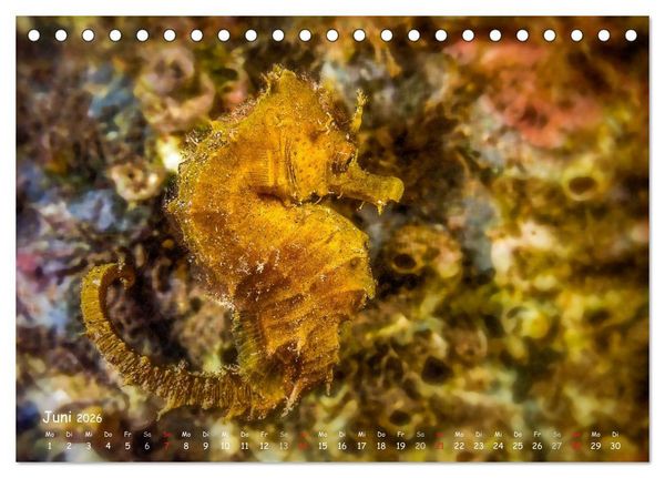 Produktbild: Hippocampus oder einfach nur Seepferdchen (Tischkalender 2026 DIN A5 quer), CALVENDO Monatskalender
