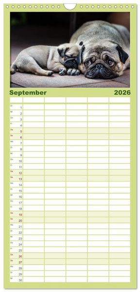 Produktbild: Familienplaner 2026 - Mopswelpen mit 5 Spalten (Wandkalender, 21 x 45 cm) CALVENDO