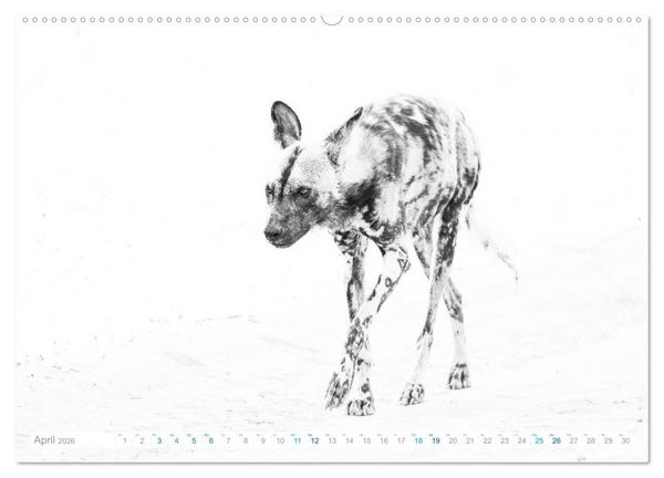 Produktbild: AFRIKA - Schwarz-weiss Fotografien im modernen "High Key" Look (Wandkalender 2026 DIN A2 quer), CALVENDO Monatskalender