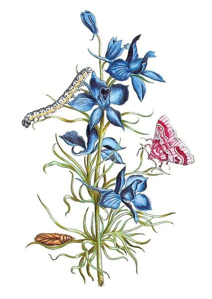 Produktbild: Maria Sibylla Merian &ndash; Bl&uuml;ten, Raupen, Schmetterlinge (Jubil&auml;umsausgabe)