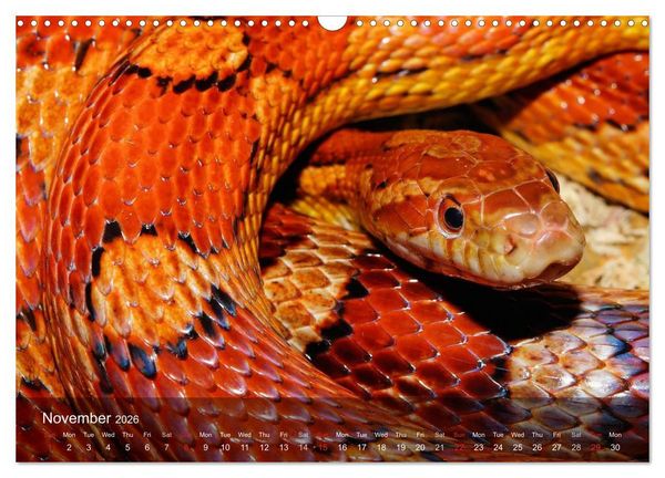 Produktbild: Reptiles Colorful beauties (Wall Calendar 2026 DIN A3 landscape), CALVENDO 12 Month Wall Calendar