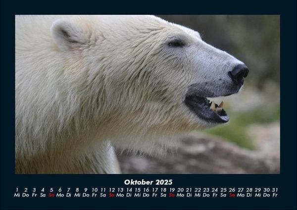 Produktbild: Eisb&auml;ren 2025 Fotokalender DIN A4