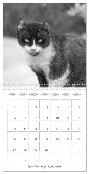 Produktbild: Black and white cat whispers (Wall Calendar 2026 12 &times; 12 Inch) CALVENDO 12 Month Wall Calendar