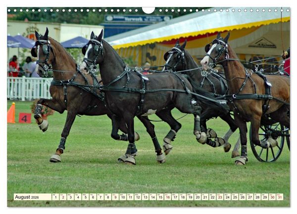Produktbild: Four-in-hand Driving Challenge (Wall Calendar 2026 DIN A3 landscape), CALVENDO 12 Month Wall Calendar