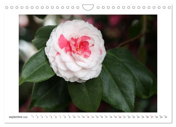 Produktbild: Cam&eacute;lias mystiques (Calendrier mural 2026 DIN A4 vertical), CALVENDO calendrier mensuel