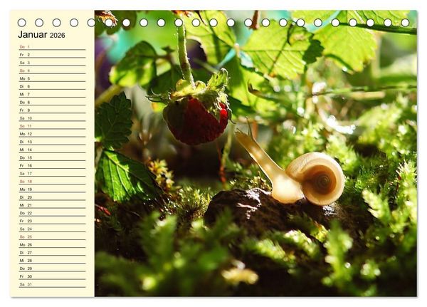 Produktbild: Schnecken. Witzige Schleimer (Tischkalender 2026 DIN A5 quer), CALVENDO Monatskalender