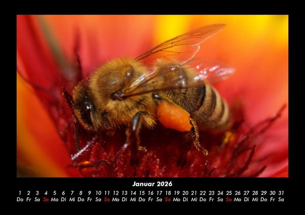 Produktbild: Bien 2026 Fotokalender DIN A3
