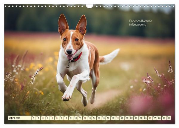 Produktbild: Windhunde im Portrait (Wandkalender 2026 DIN A3 quer), CALVENDO Monatskalender