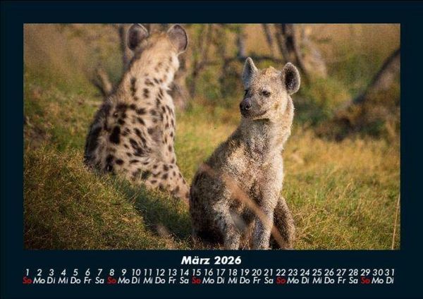 Produktbild: Tiere in der Wildnis 2026 Fotokalender DIN A5
