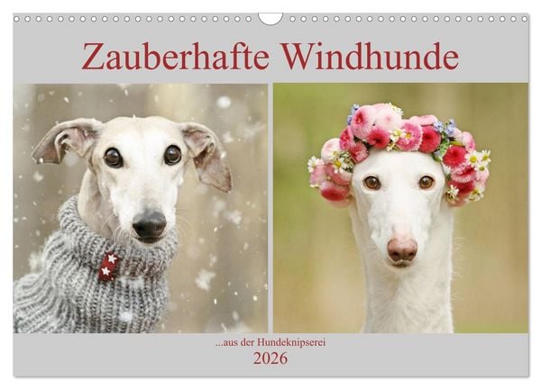 Produktbild: Zauberhafte Windhunde (Wandkalender 2026 DIN A3 quer), CALVENDO Monatskalender
