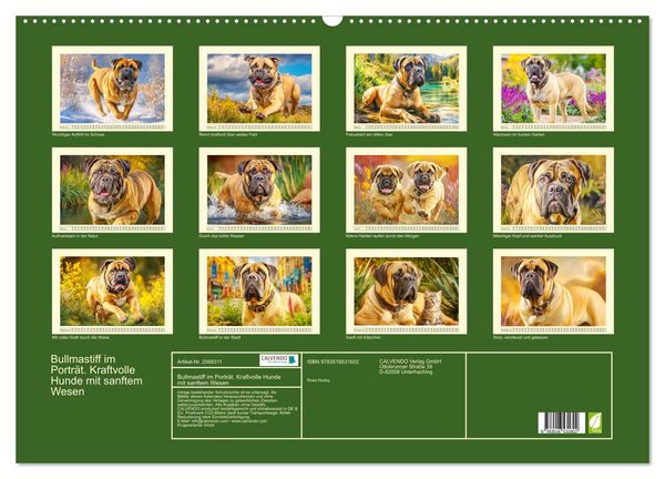 Produktbild: Bullmastiff im Portr&auml;t. Kraftvolle Hunde mit sanftem Wesen (Wandkalender 2026 DIN A2 quer), CALVENDO Monatskalender