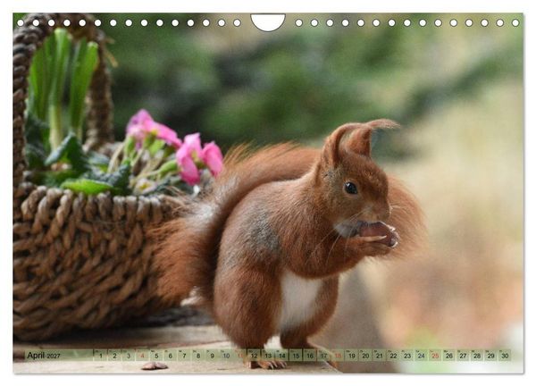 Produktbild: Eichh&ouml;rnchen-Spa&szlig; (Wandkalender 2027 DIN A4 quer), CALVENDO Monatskalender