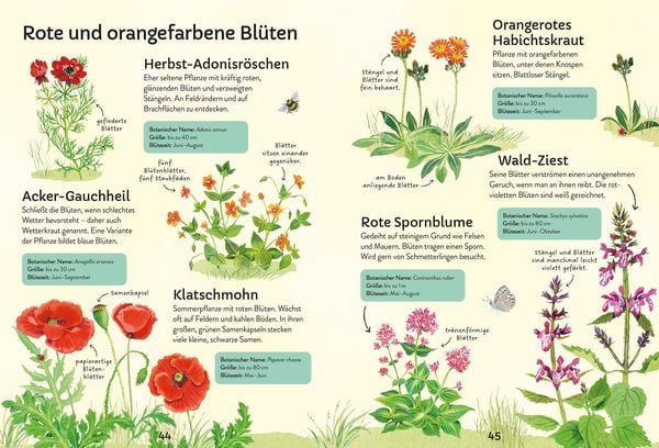 Produktbild: Ich erkunde die Natur: Unsere Wildblumen