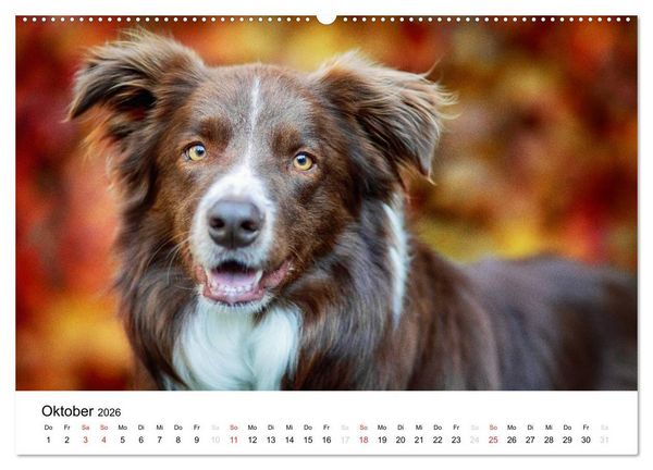 Produktbild: Border Collies 2026 (hochwertiger Premium Wandkalender 2026 DIN A2 quer), Kunstdruck in Hochglanz