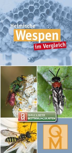 Produktbild: Heimische Wespen