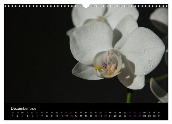 Produktbild: Orchideen Tr&auml;ume (Wandkalender 2026 DIN A3 quer), CALVENDO Monatskalender