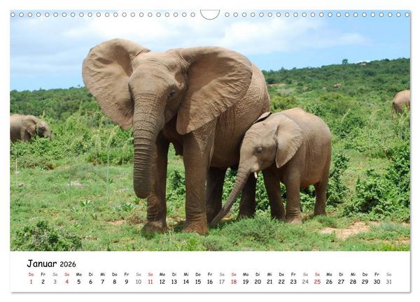 Produktbild: Afrikanische Elefanten in ADDO (Wandkalender 2026 DIN A3 quer), CALVENDO Monatskalender