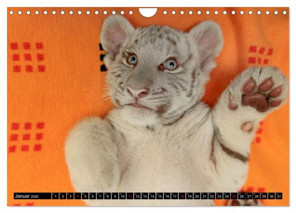 Produktbild: GROSSKATZEN GANZ KLEIN (Wandkalender 2026 DIN A4 quer), CALVENDO Monatskalender