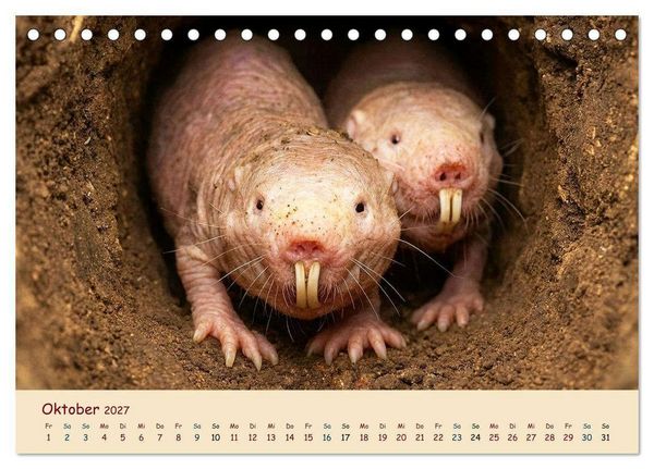 Produktbild: Im Reich der Tunnelbauer - Maulw&uuml;rfe und Nacktmulle, Leben im Verborgenen (Tischkalender 2027 DIN A5 quer), CALVENDO Monatskalender