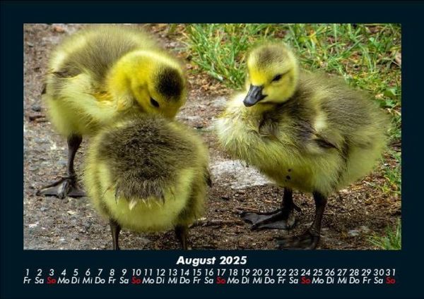 Produktbild: Enten 2025 Fotokalender DIN A5