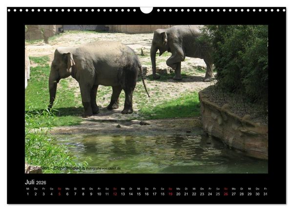 Produktbild: Wildtiere (Wandkalender 2026 DIN A3 quer), CALVENDO Monatskalender