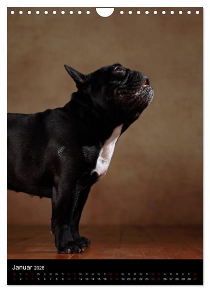 Produktbild: Bullys mit Charme - Franz&ouml;sische Bulldoggen im Portrait (Wandkalender 2026 DIN A4 hoch), CALVENDO Monatskalender