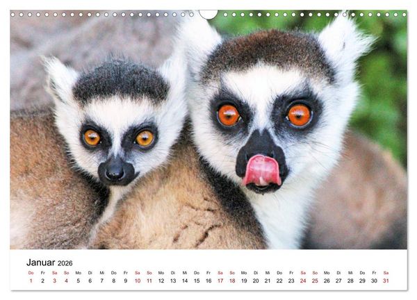 Produktbild: Tiere Madagaskars (Wandkalender 2026 DIN A3 quer), CALVENDO Monatskalender
