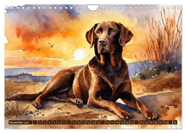 Produktbild: Voller Kraft und Energie - Labrador-Retriever (Wandkalender 2026 DIN A4 quer), CALVENDO Monatskalender