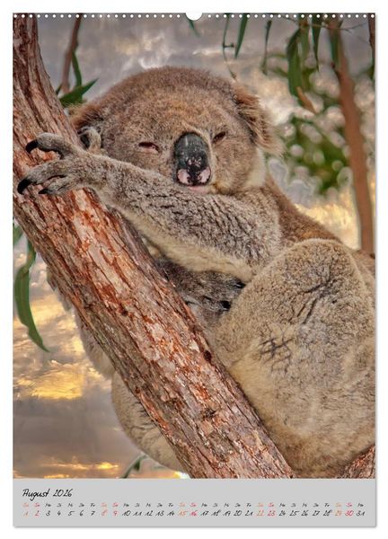 Produktbild: Koala, kleiner B&auml;r (Wandkalender 2026 DIN A2 hoch), CALVENDO Monatskalender