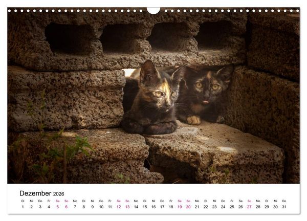 Produktbild: Katzenjahr 2026 (Wandkalender 2026 DIN A3 quer), CALVENDO Monatskalender