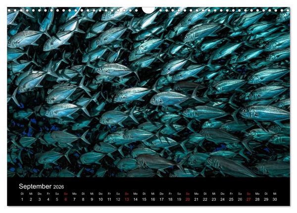 Produktbild: Fischschw&auml;rme (Wandkalender 2026 DIN A3 quer), CALVENDO Monatskalender
