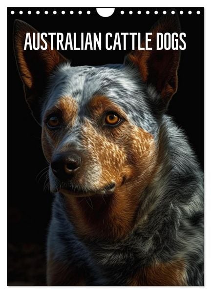 Produktbild: Australian Cattle Dogs (Wandkalender 2026 DIN A4 hoch), CALVENDO Monatskalender