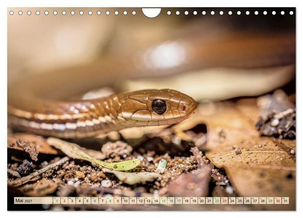 Produktbild: Die kleinsten Tiere - Weltweit (Wandkalender 2027 DIN A4 quer), CALVENDO Monatskalender