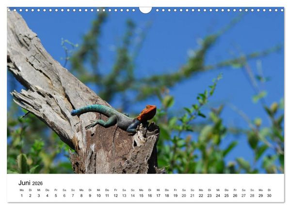 Produktbild: Faszination - Echsen (Wandkalender 2026 DIN A3 quer), CALVENDO Monatskalender