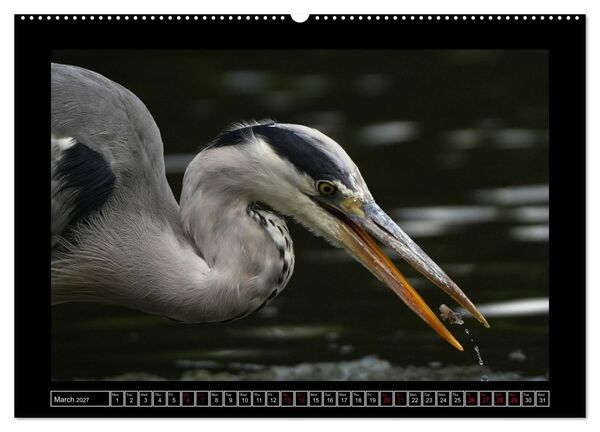 Produktbild: The heron parade (High Quality Premium Wall Calendar 2027 DIN A2 landscape),CALVENDO 12 Month Wall Calendar