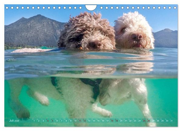 Produktbild: Lagotto Romagnolo - Wasserspiele (Wandkalender 2026 DIN A4 quer), CALVENDO Monatskalender