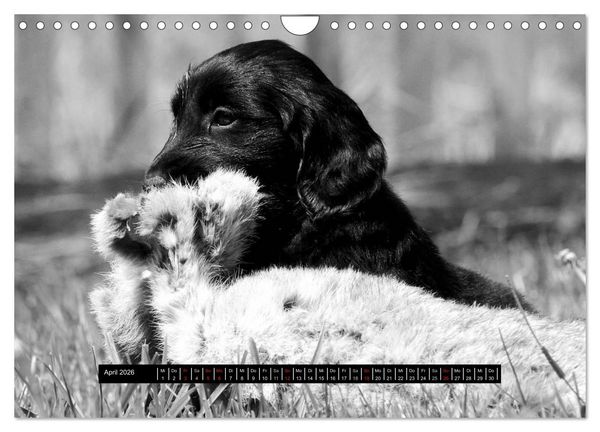 Produktbild: Flatcoated Retriever Black Edition (Wandkalender 2026 DIN A4 quer), CALVENDO Monatskalender